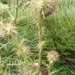 Cirsium jorullense Žiedas