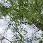 Prosopis glandulosa 葉