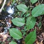 Hymenocardia ripicola Leaf