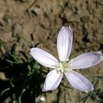 Lygodesmia grandiflora Flor