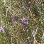 Centaurium erythraeaപുഷ്പം