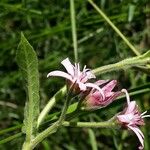 Oxypetalum solanoides Flor