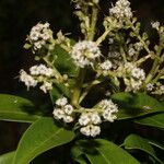 Ardisia densiflora Flor