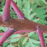 Rhus glabra Corteza