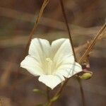 Merremia tridentata Blüte