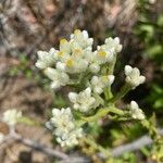 Pseudognaphalium californicum Flower