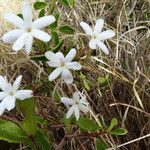 Jasminum fluminense आदत