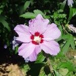 Hibiscus syriacusFlor