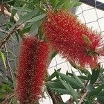 Callistemon polandii Cvet