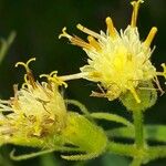 Senecio cacaliaster 花