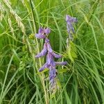 Vicia villosaFleur