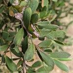 Leptospermum laevigatum Blad