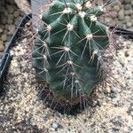 Echinocereus coccineus Листок