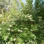 Buddleja auriculata Floro