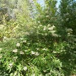 Buddleja auriculata Bloem