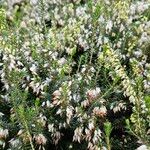 Erica carnea Habitatea