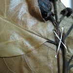 Ocotea cymbarum Otro