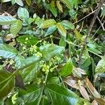 Euonymus echinatus Flower