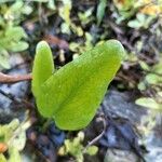 Ranunculus ophioglossifolius 葉