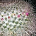 Mammillaria hahniana 其他