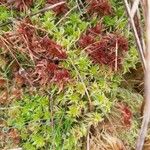 Saxifraga hypnoides Цвят