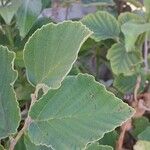 Hamamelis × intermedia Leaf