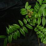 Zanthoxylum oxyphyllum Hábitos