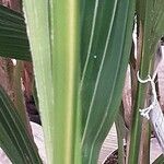 Cocos nucifera বাকল