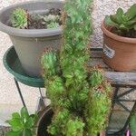 Cereus jamacaru List