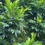 Filicium decipiens Leaf
