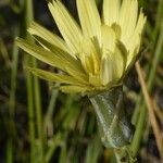 Scorzonera aristata 花