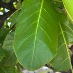 Barringtonia asiatica Leaf