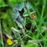 Lactuca muralis Flower