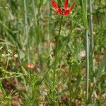 Adonis flammea Övriga