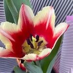 Tulipa gesnerianaLorea