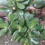 Crassula ovataList