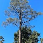 Pinus torreyana Leaf