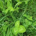 Trifolium repensLeaf