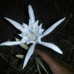 Pancratium maritimum花