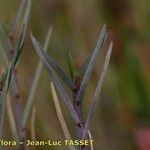 Poa cenisia Blad