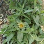 Gaillardia aristataبرگ