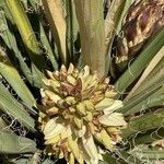 Yucca schidigera Frunză