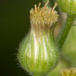 Erigeron sumatrensis Flor