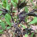 Caulophyllum thalictroides Blüte