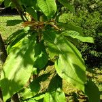 Magnolia tripetala Hostoa