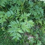 Angelica razulii Leaf