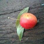 Sorbus domestica ഫലം