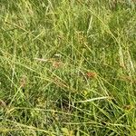 Carex binervis Květ