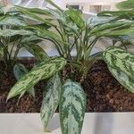 Aglaonema commutatumLevél