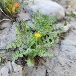 Centaurea benedicta Habitat